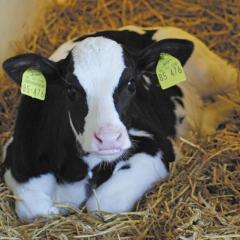 Kalb im Stroh Kalb im Stroh