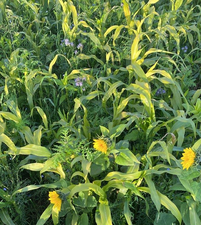 regenerative Agriculture regenerative Agriculture