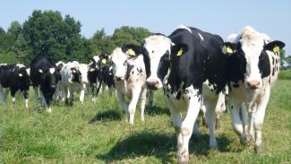 Viehhaltung Kühe auf Wiese