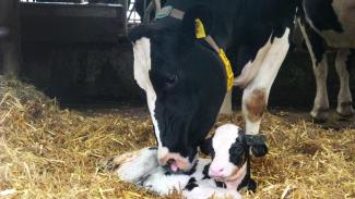 Milchviehaufzucht Kuh mit Kalb