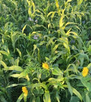 regenerative Agriculture regenerative Agriculture